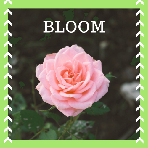 Bloom In Any Season